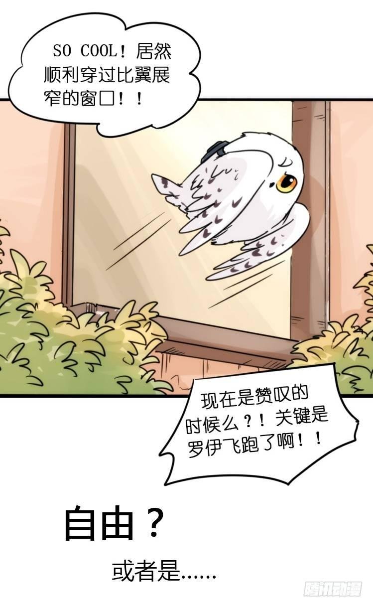飞吧小少爷：赌上猛禽的尊严！