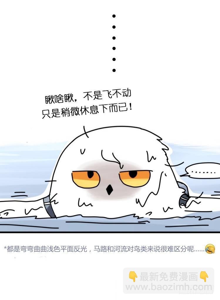 飞吧小少爷：赌上猛禽的尊严！