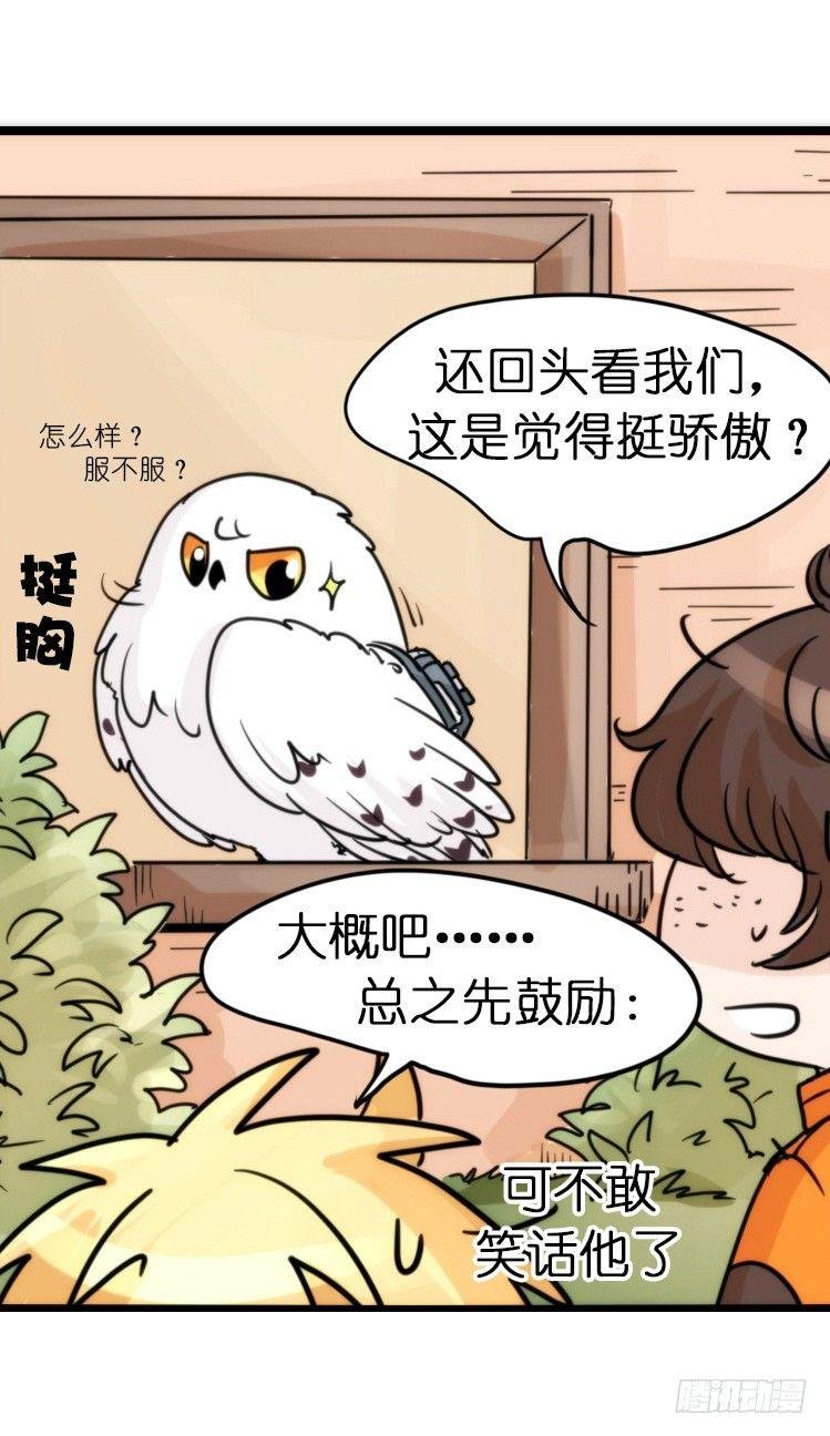 飞吧小少爷：赌上猛禽的尊严！