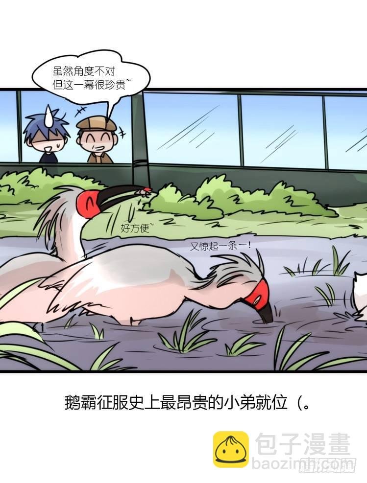 使命篇19：重振绯羽①