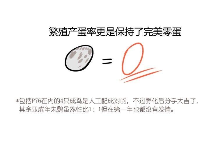 使命篇21：重振绯羽③