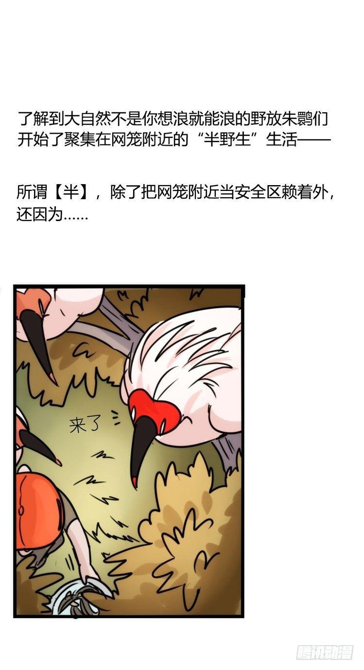 使命篇22：重振绯羽④