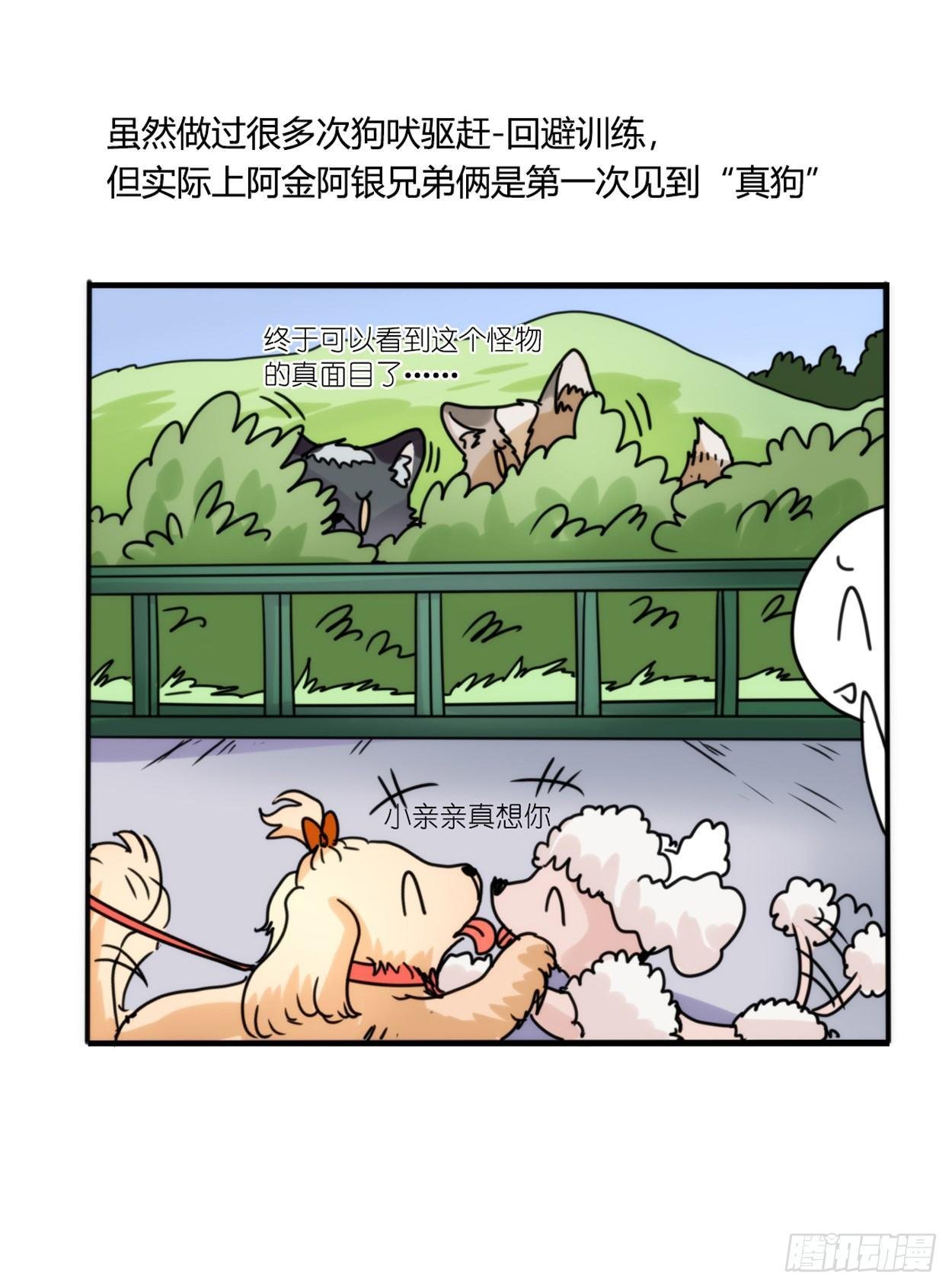事业篇03：狐狐去哪儿了？