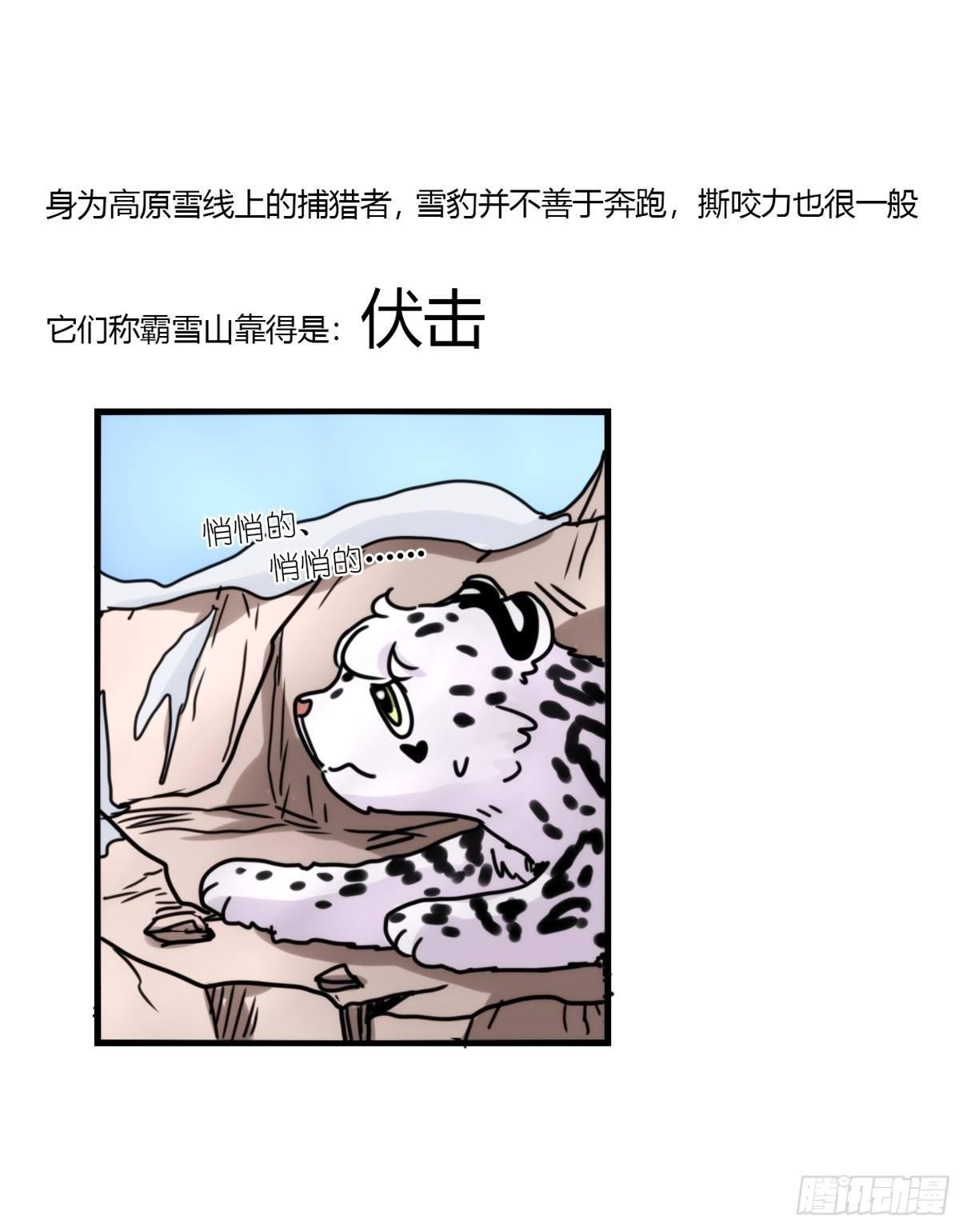 事业篇08：雪豹成为偶像！-2