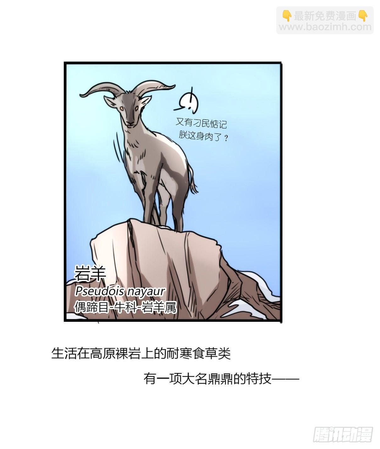 事业篇08：雪豹成为偶像！-2