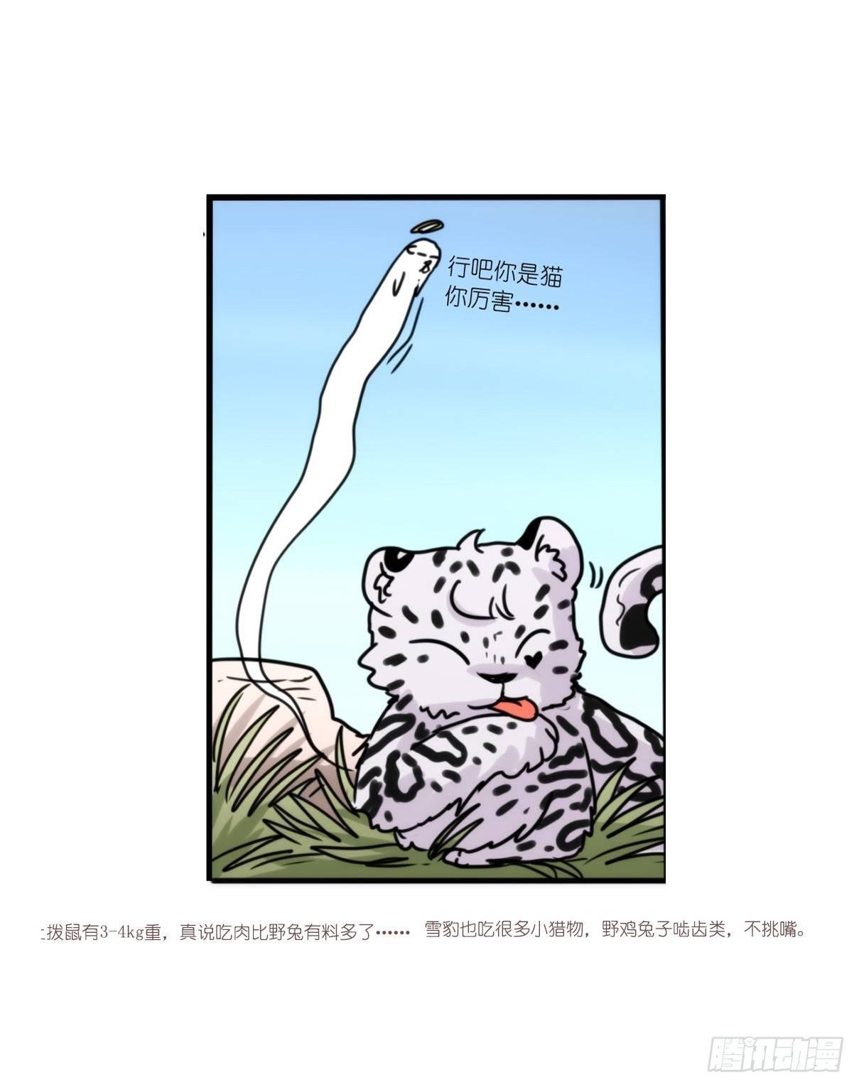 事业篇10：雪豹成为偶像！-4