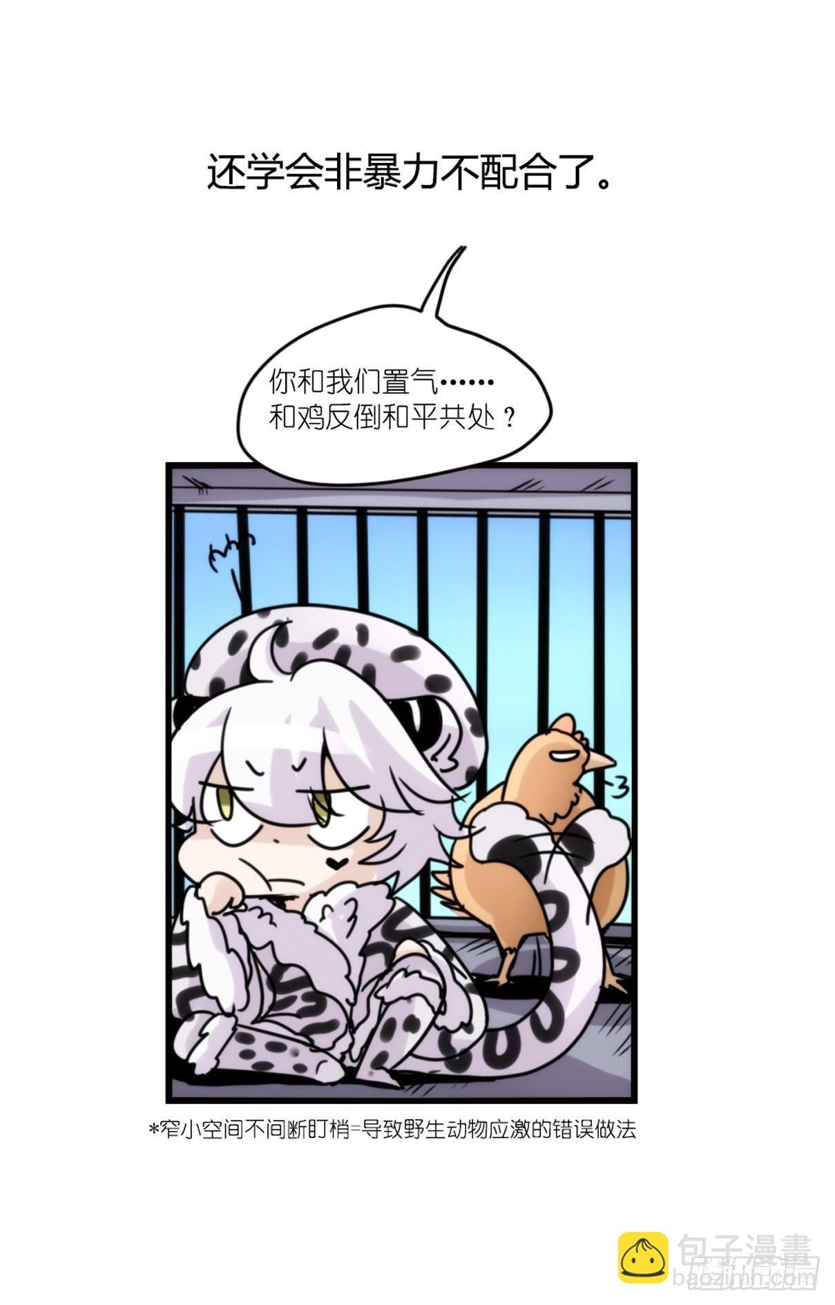 事业篇12：雪豹成为偶像！06