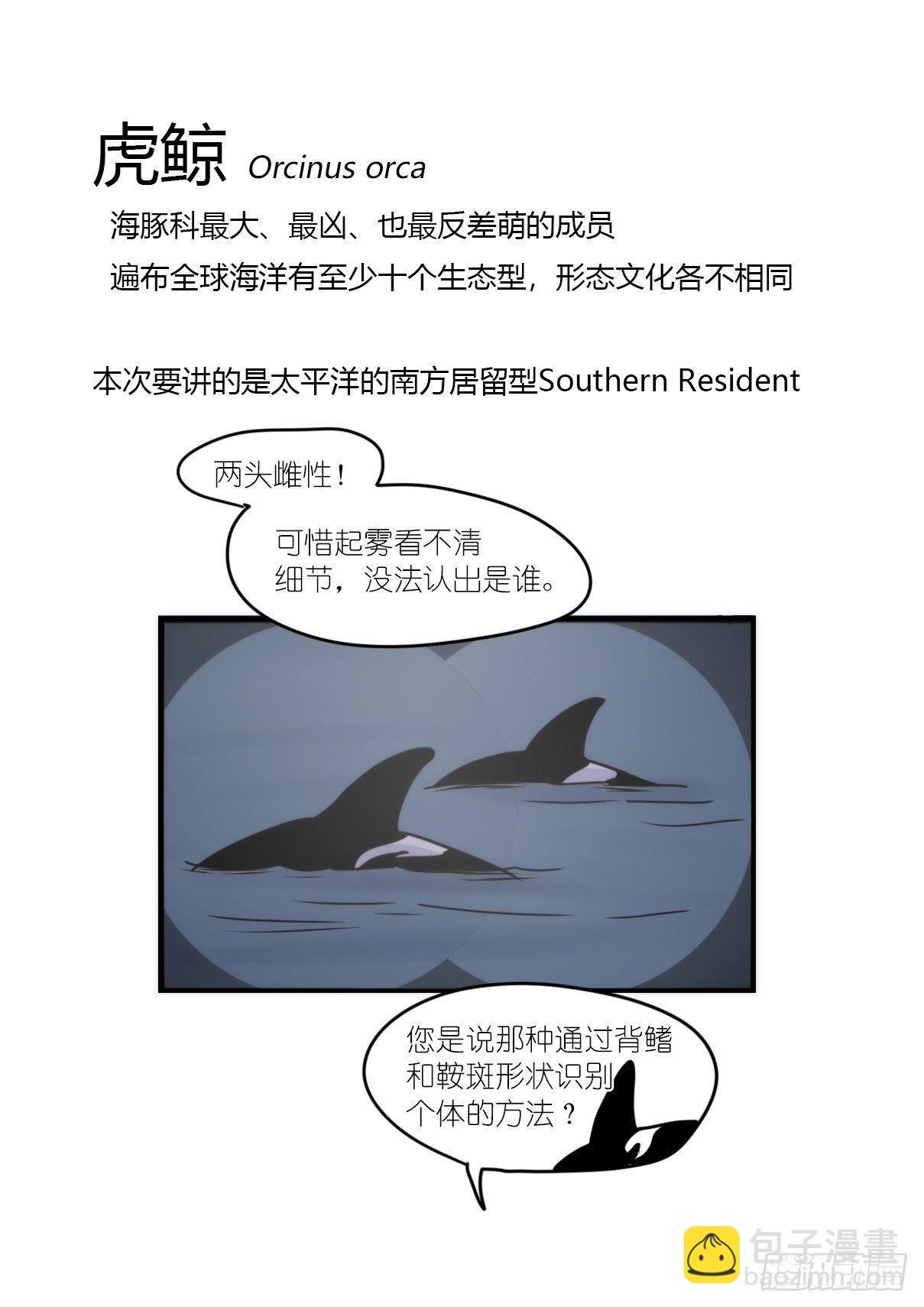 虎鲸篇：这些杀手不太冷01