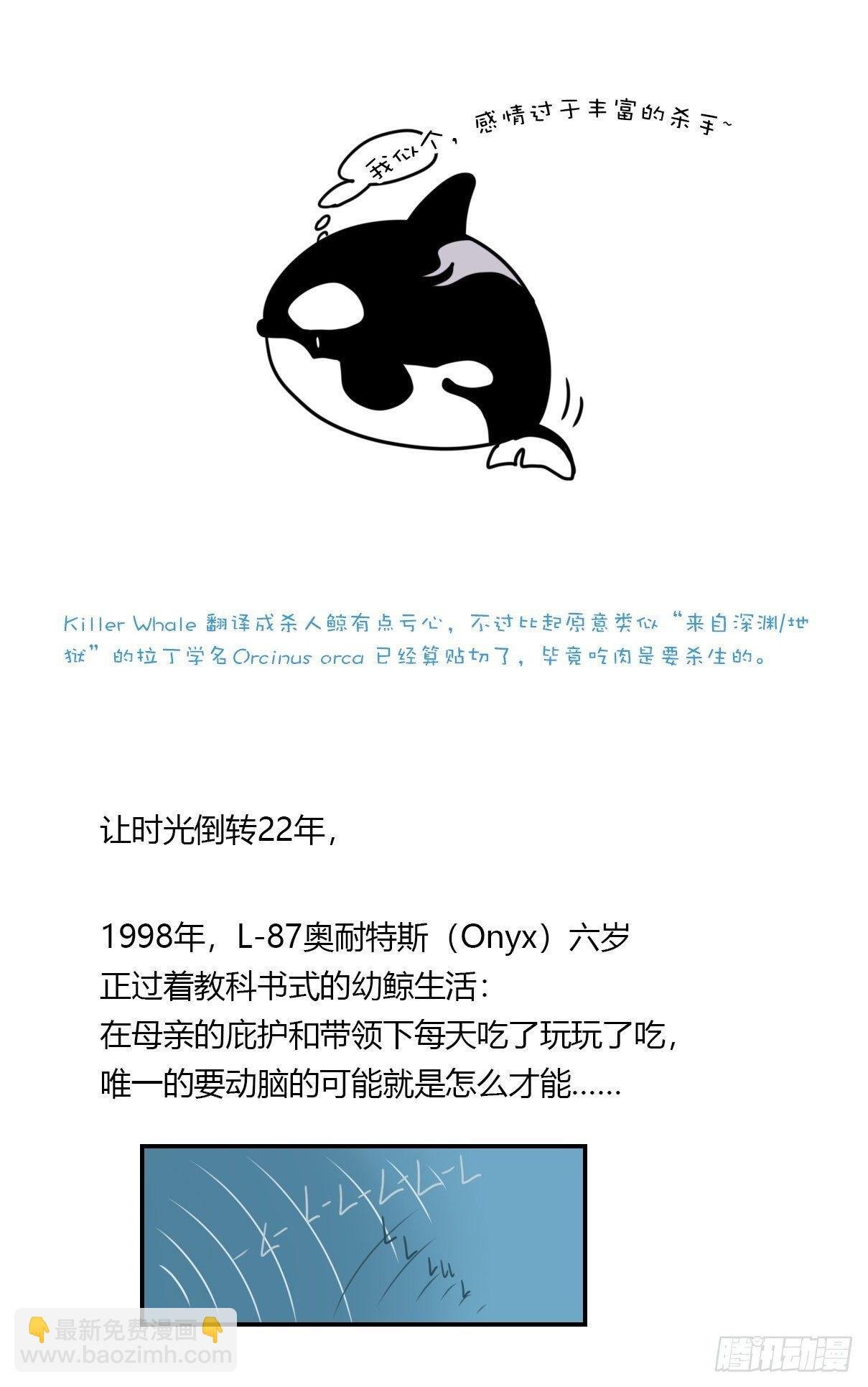 虎鲸篇：这些杀手不太冷02
