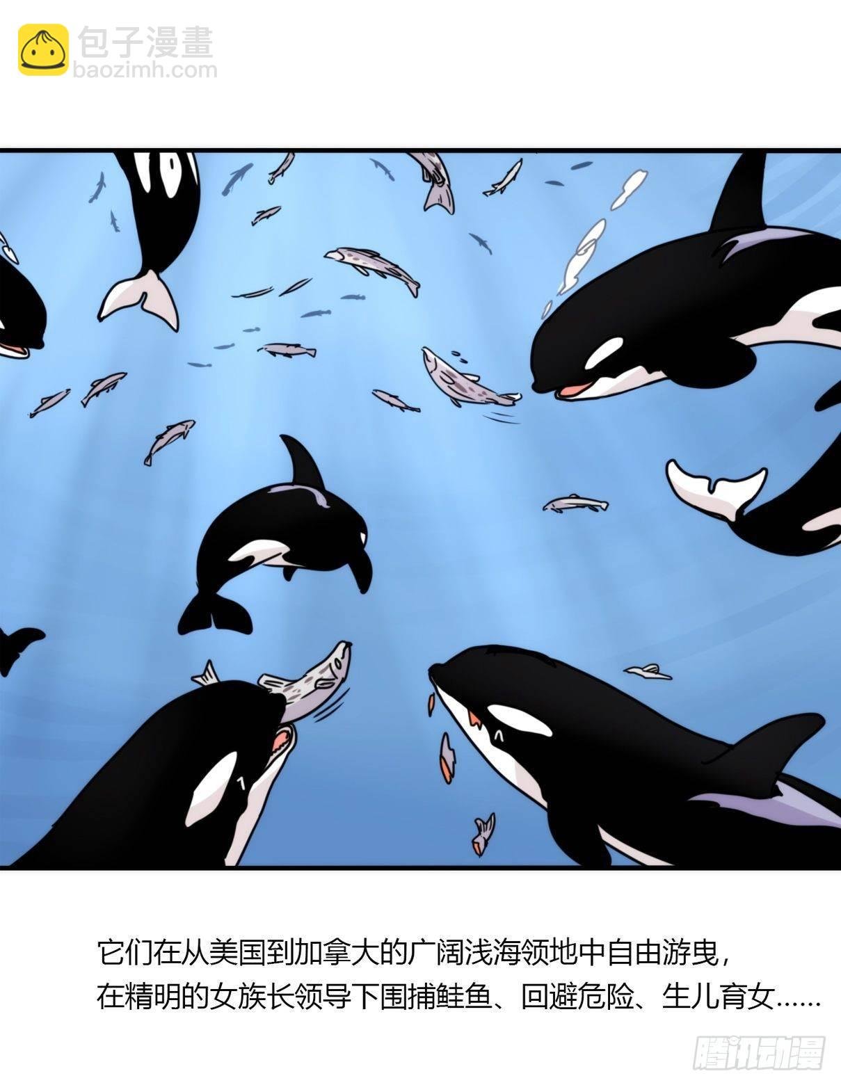 虎鲸篇：这些杀手不太冷02