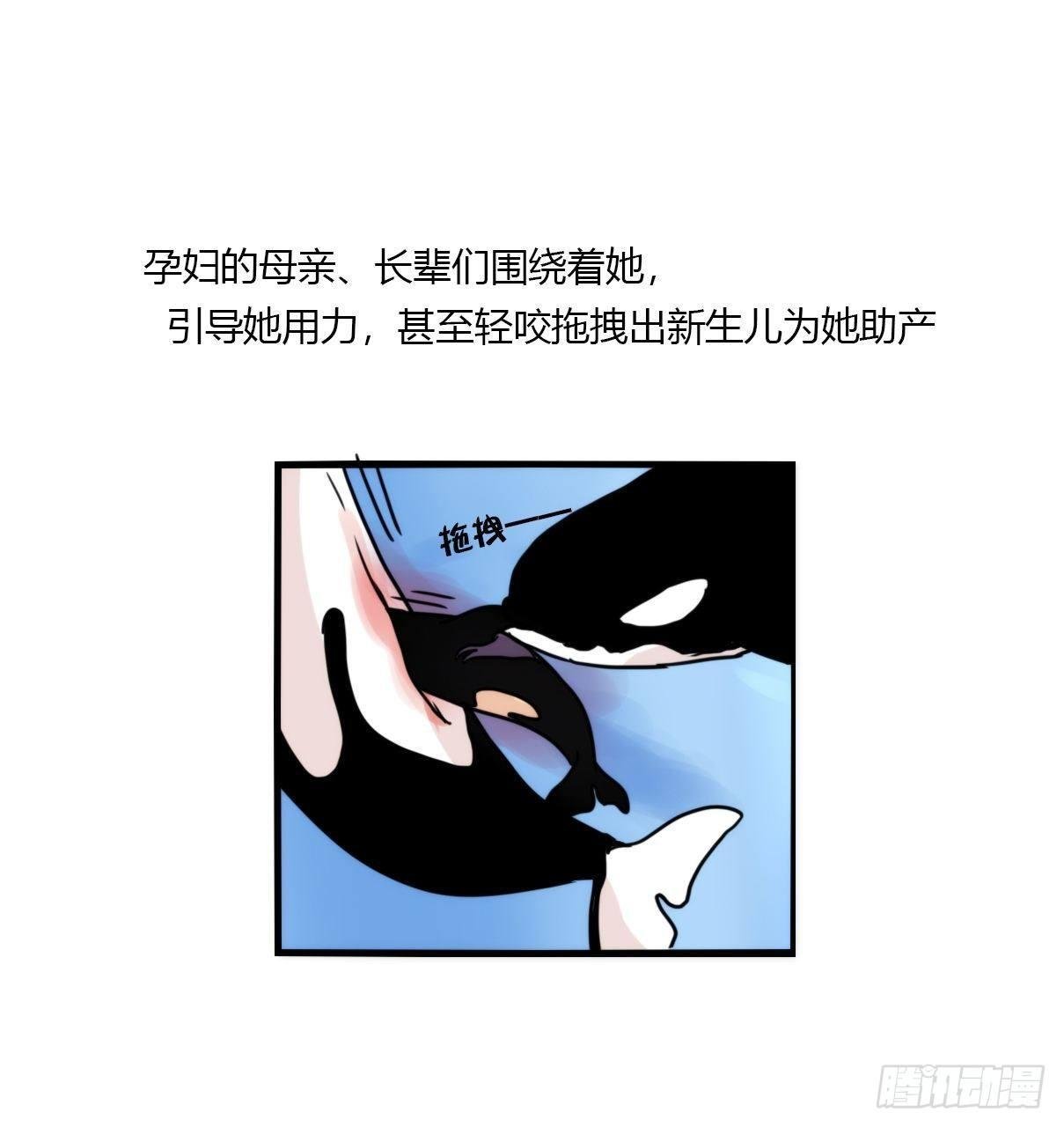 虎鲸篇：这些杀手不太冷02