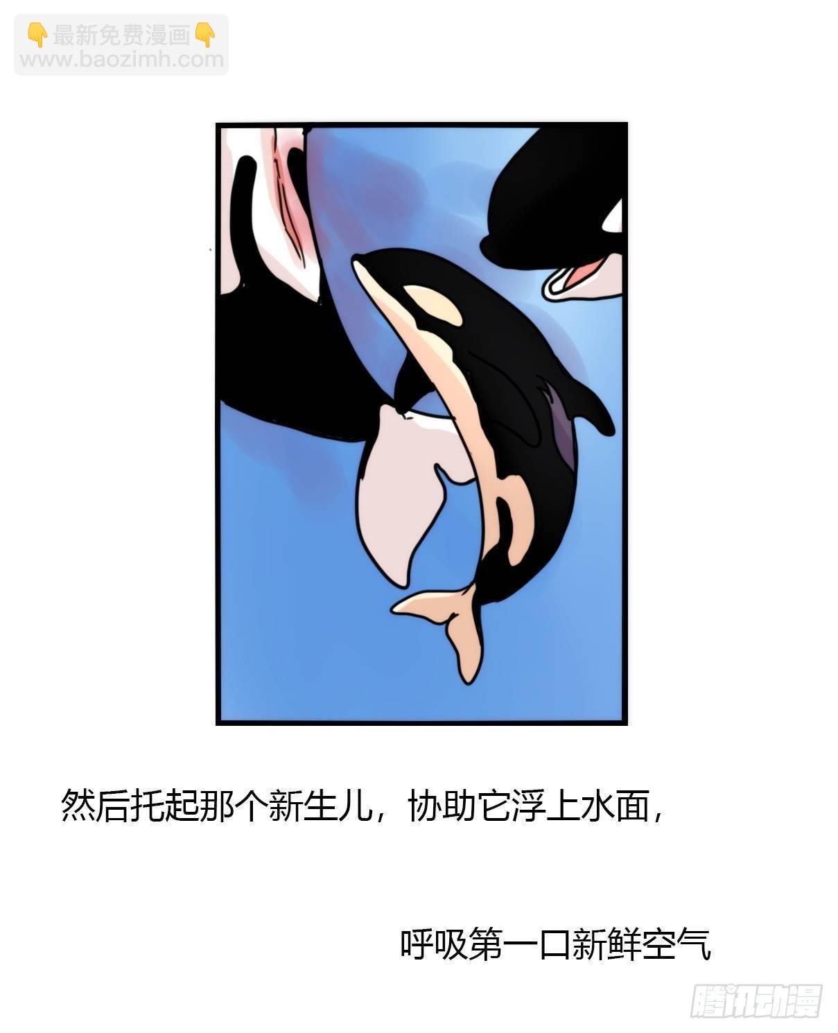 虎鲸篇：这些杀手不太冷02