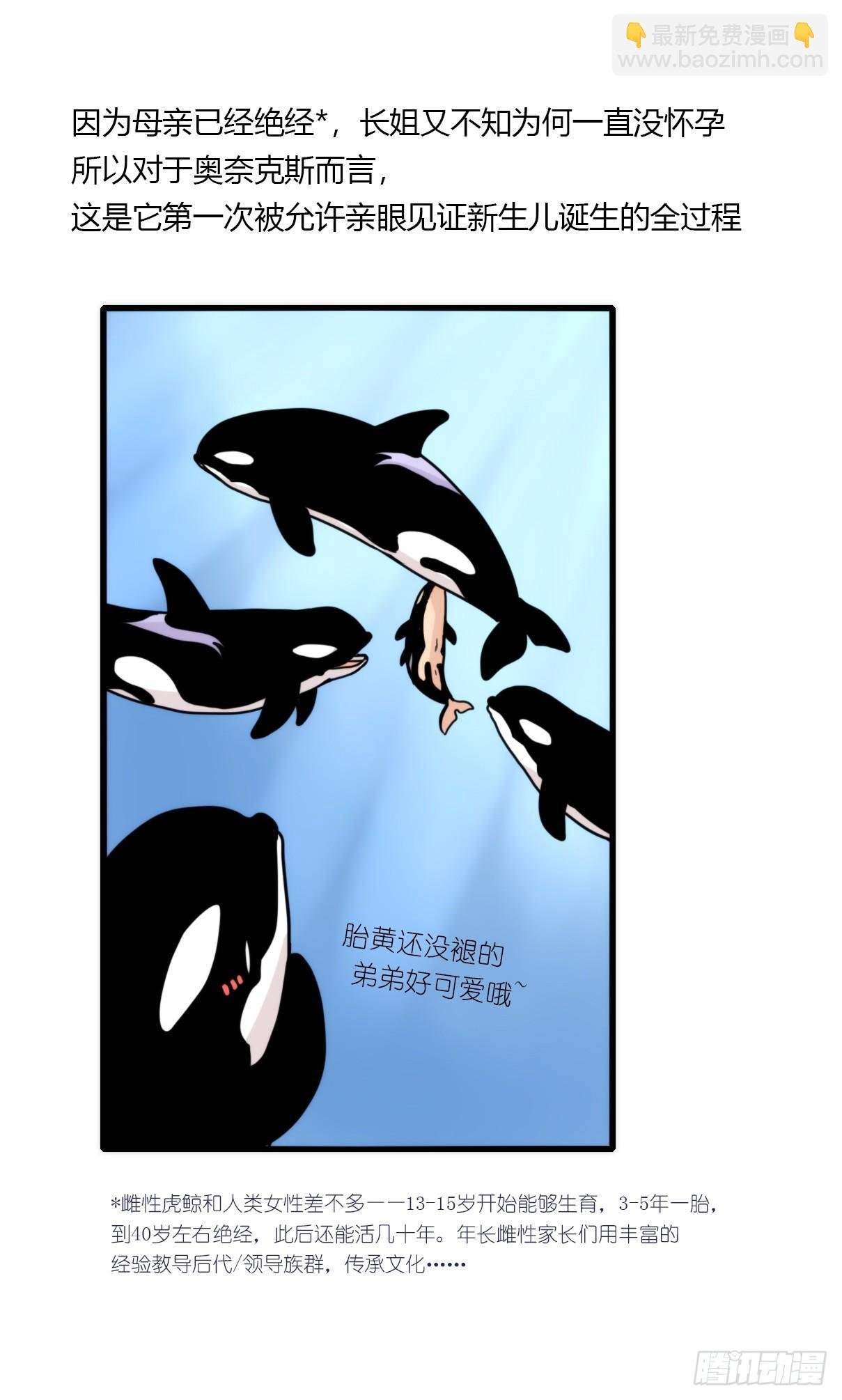 虎鲸篇：这些杀手不太冷03
