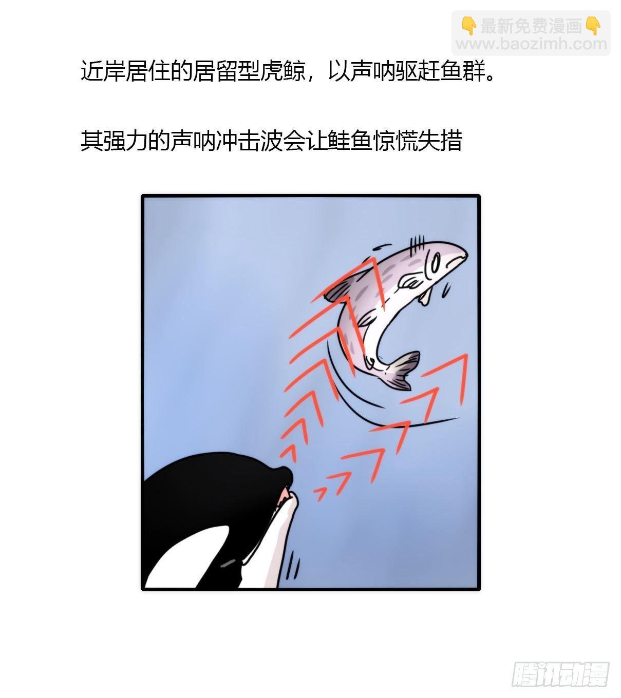 虎鲸篇：这些杀手不太冷05