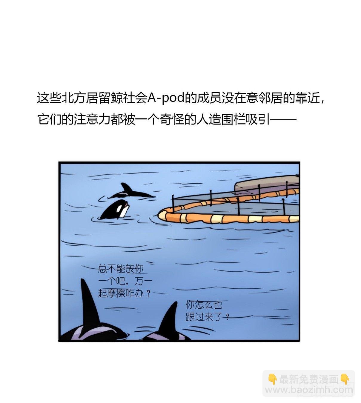 虎鲸篇：这些杀手不太冷06