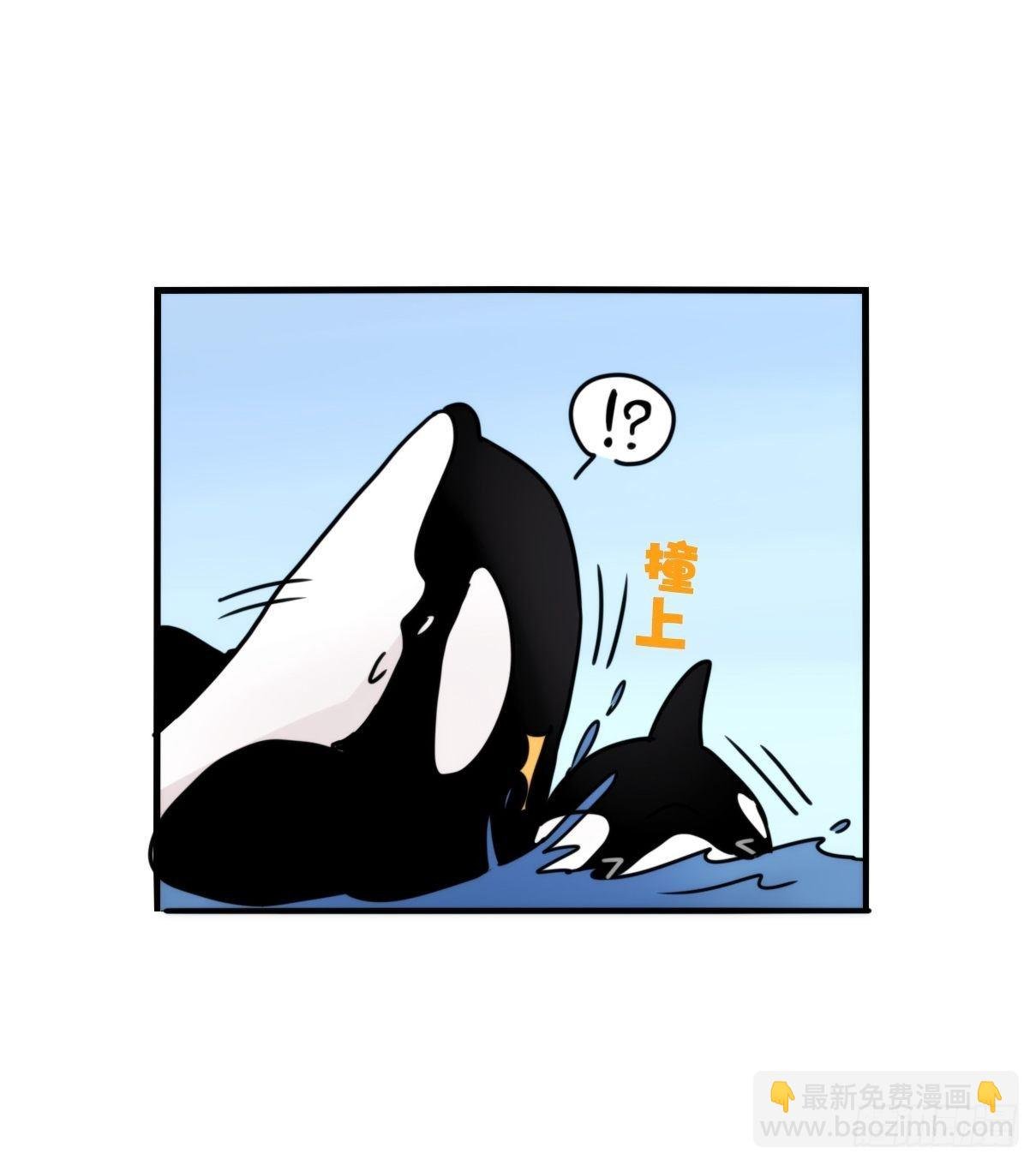 虎鲸篇：这些杀手不太冷08