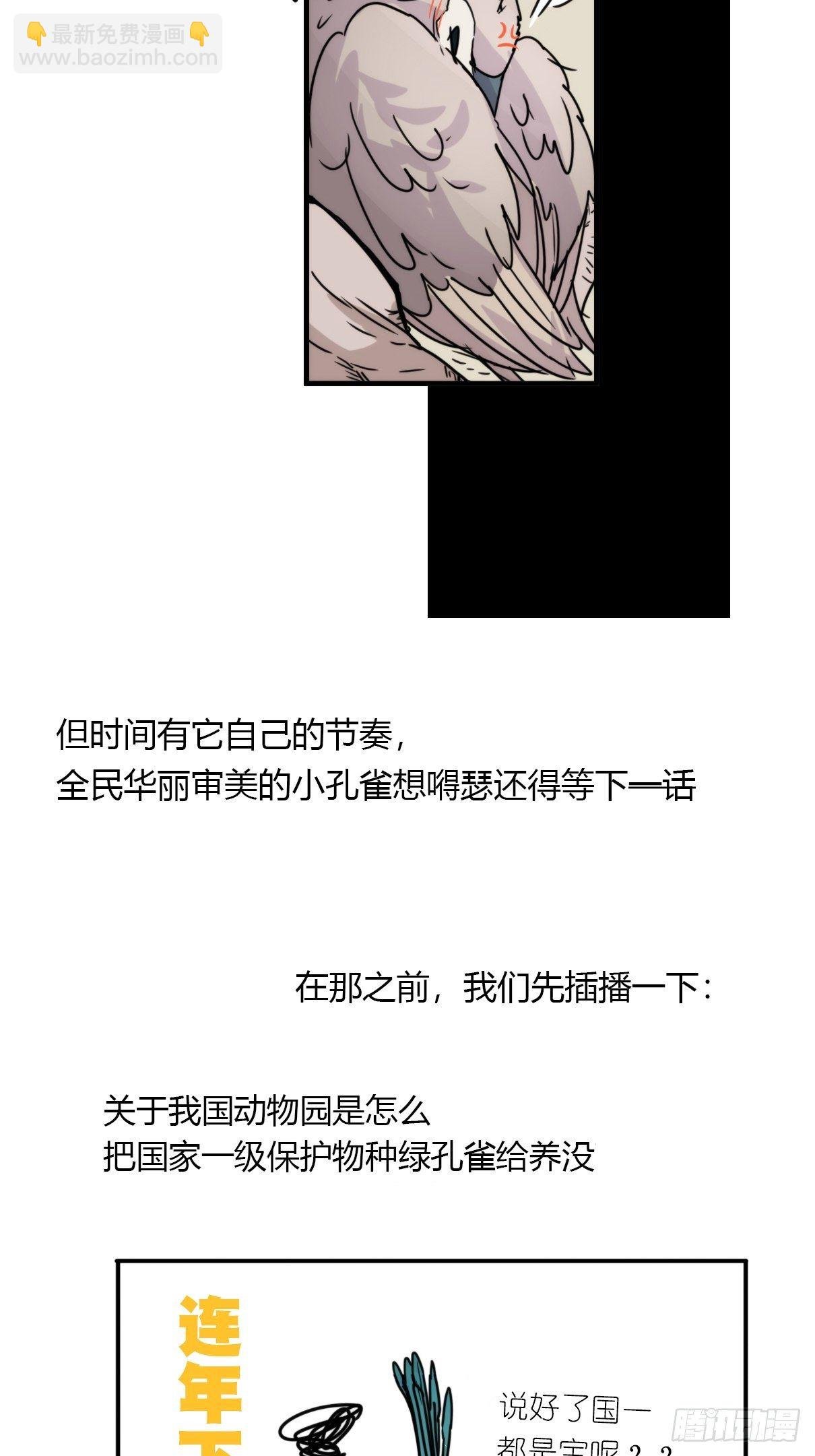 事业篇II：致绿孔雀01