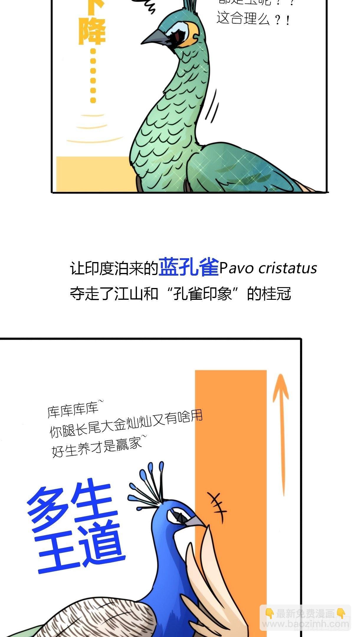 事业篇II：致绿孔雀01