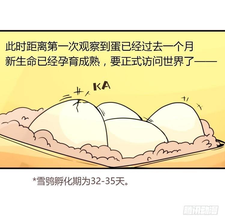 飞吧小少爷：生生不息