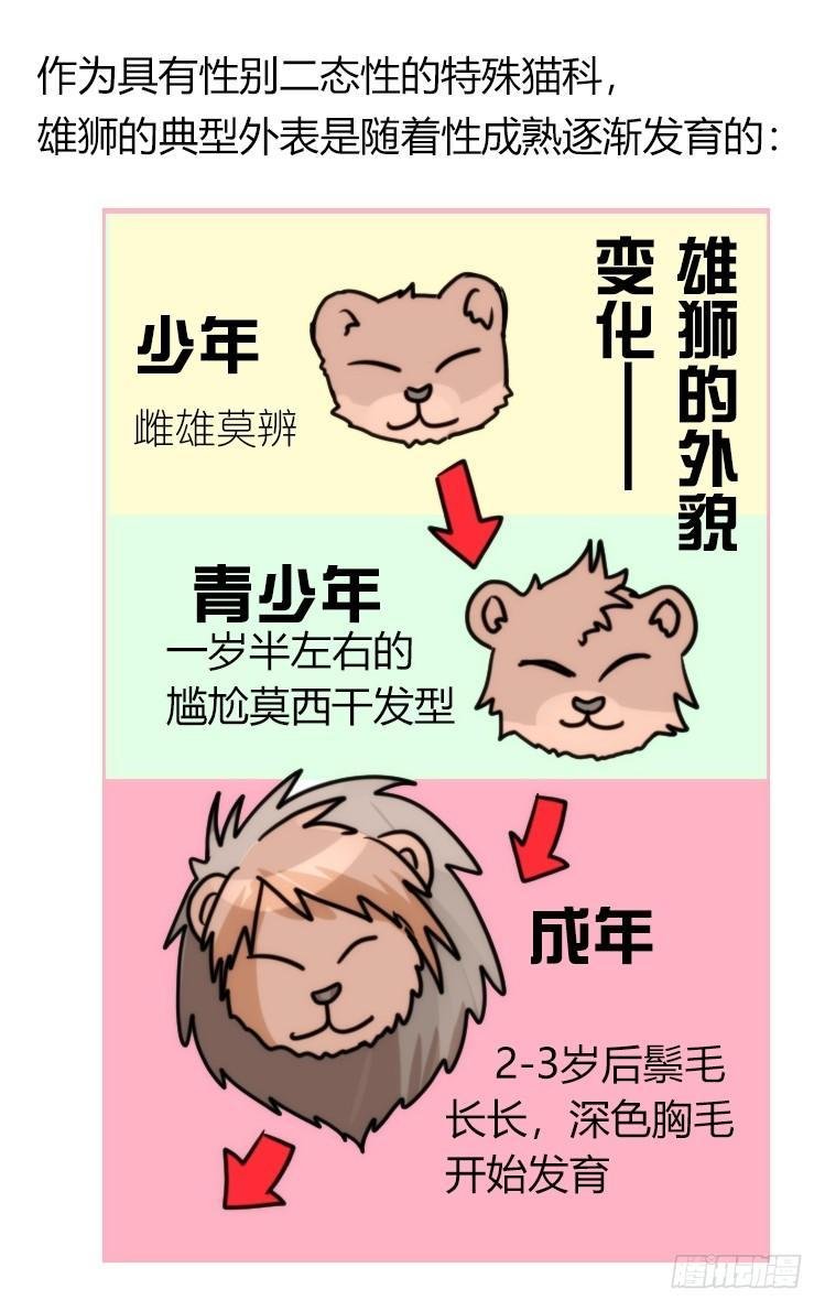 是这样的狮JI王？！-11