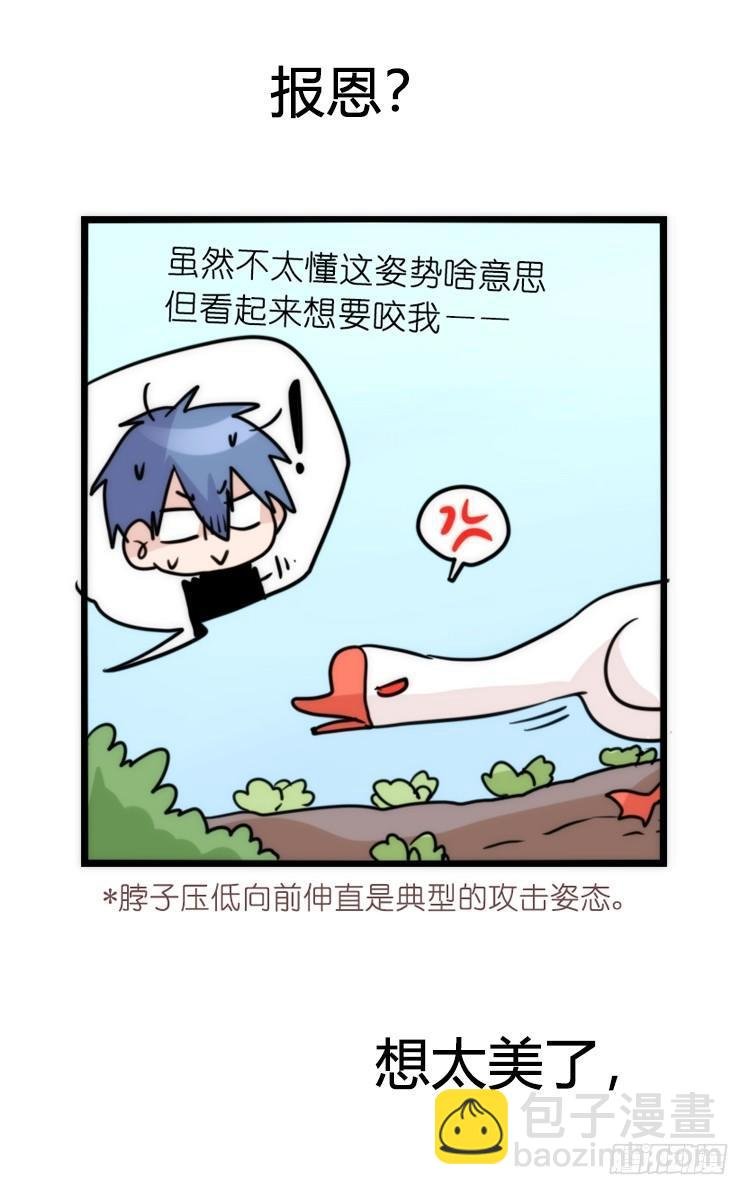 家有鹅霸：内有猛……
