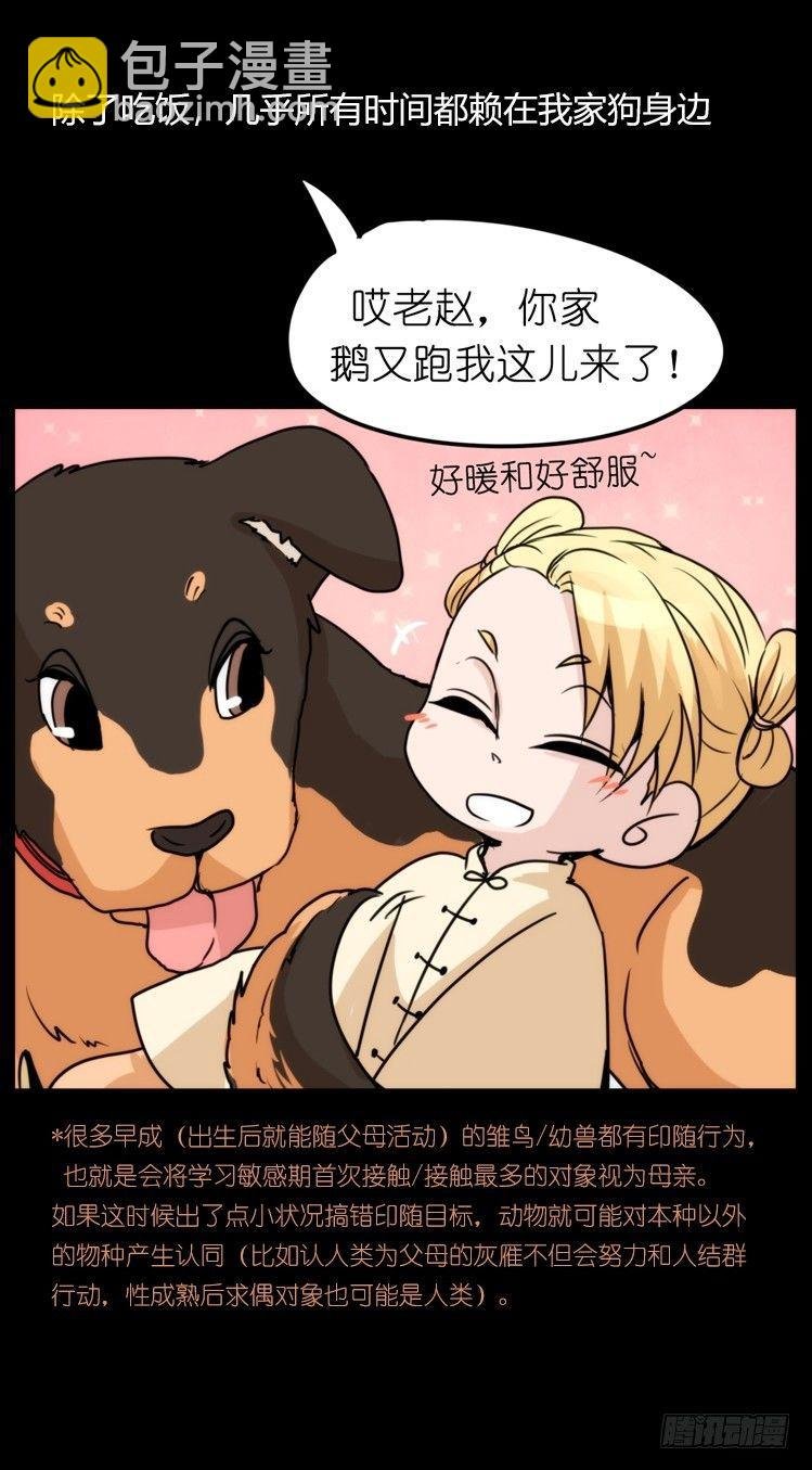 家有鹅霸：鹅霸是怎么练成的