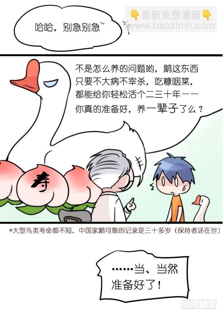家有鹅霸：就是这样的霸霸！