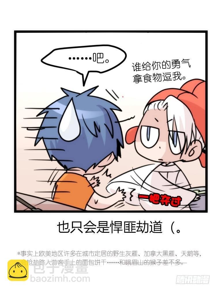 家有鹅霸：就是这样的霸霸！