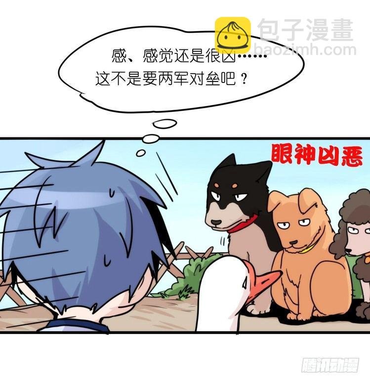 家有鹅霸：人假鹅威是种什么体验