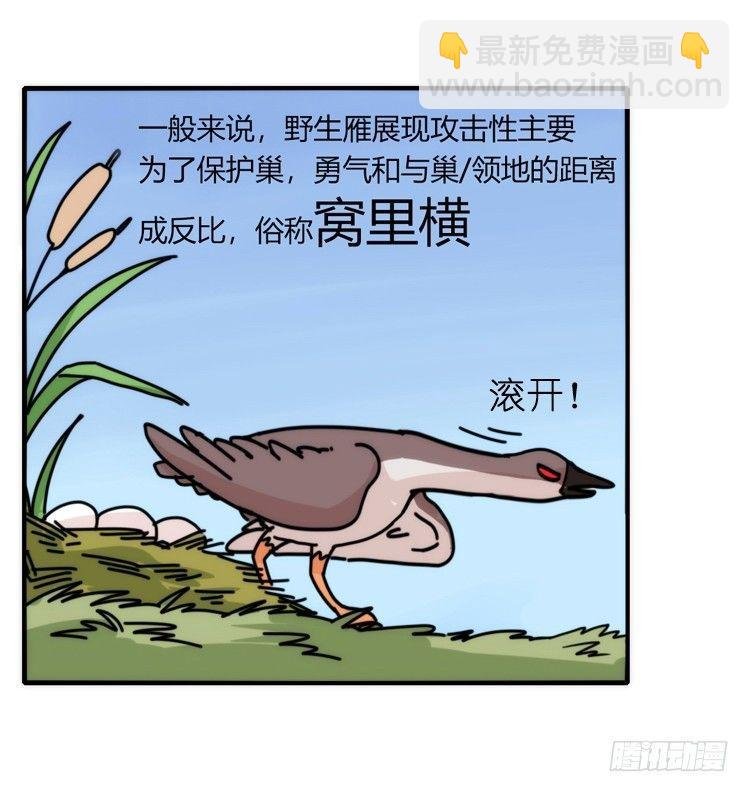 家有鹅霸：人假鹅威是种什么体验