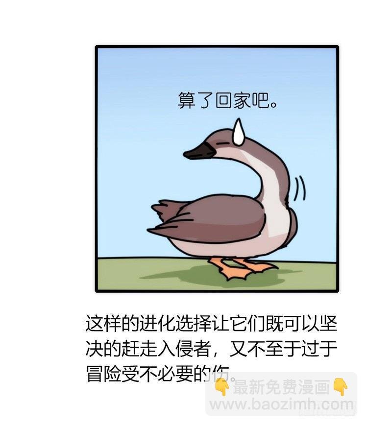 家有鹅霸：人假鹅威是种什么体验