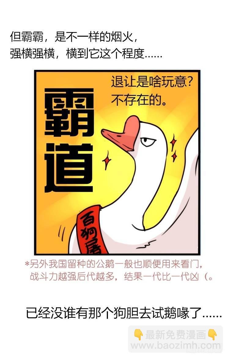 家有鹅霸：人假鹅威是种什么体验