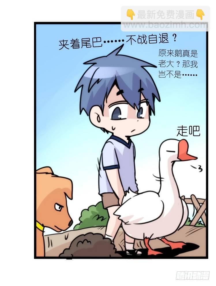 家有鹅霸：人假鹅威是种什么体验