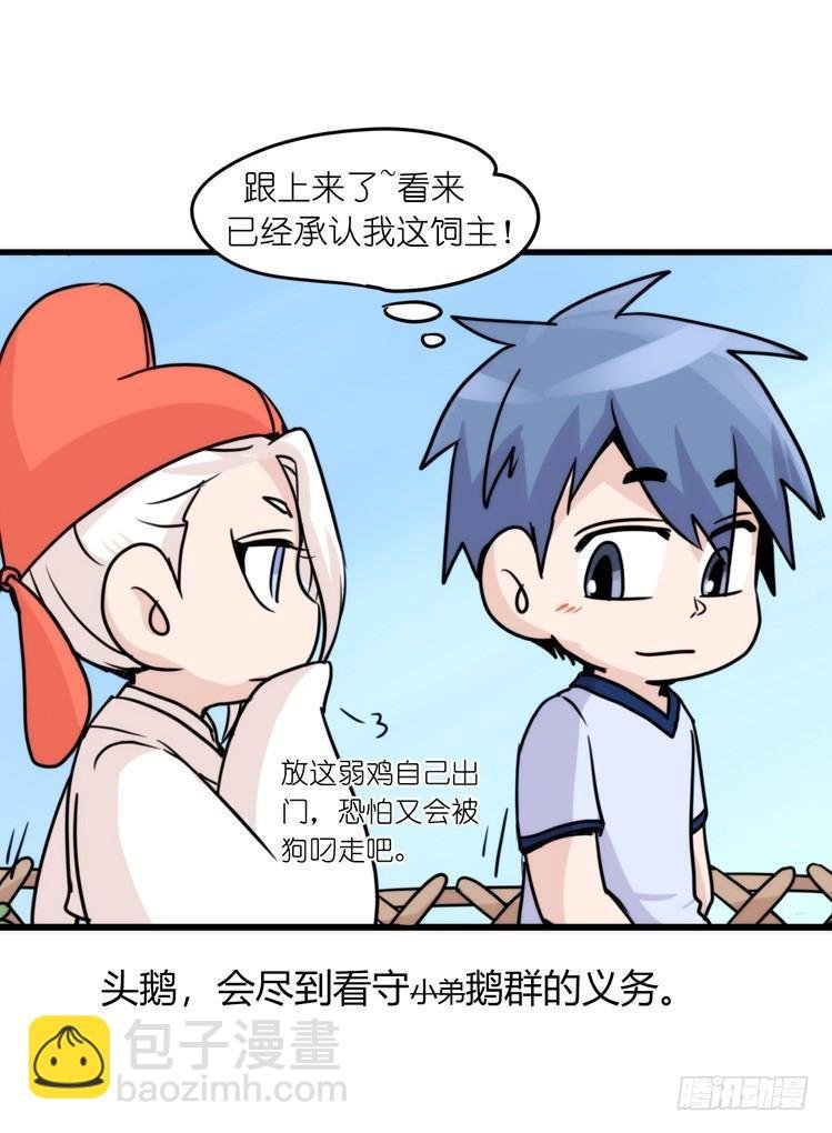 家有鹅霸：人假鹅威是种什么体验
