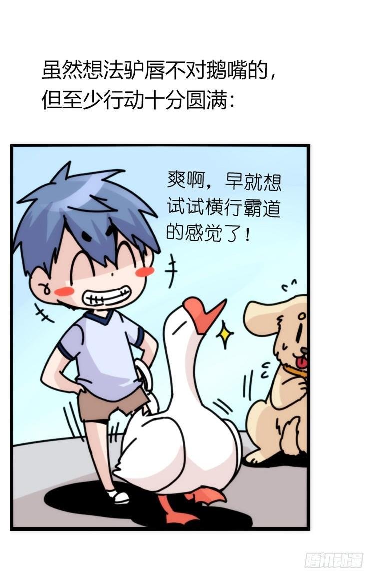 家有鹅霸：人假鹅威是种什么体验