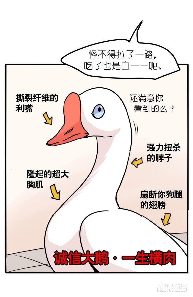家有鹅霸：人假鹅威是种什么体验