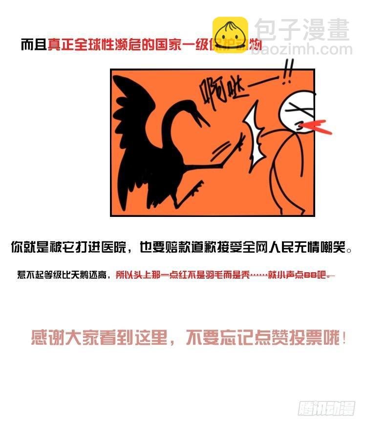 家有鹅霸：人假鹅威是种什么体验