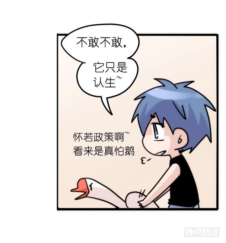 家有鹅霸：信霸霸，得……