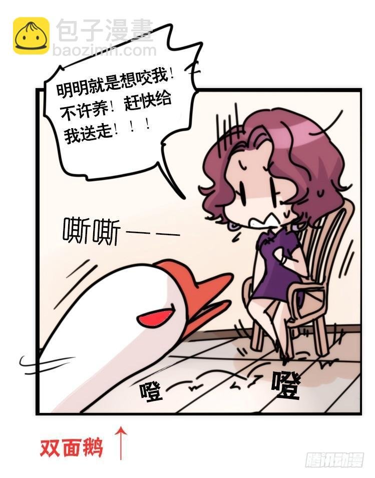 家有鹅霸：信霸霸，得……