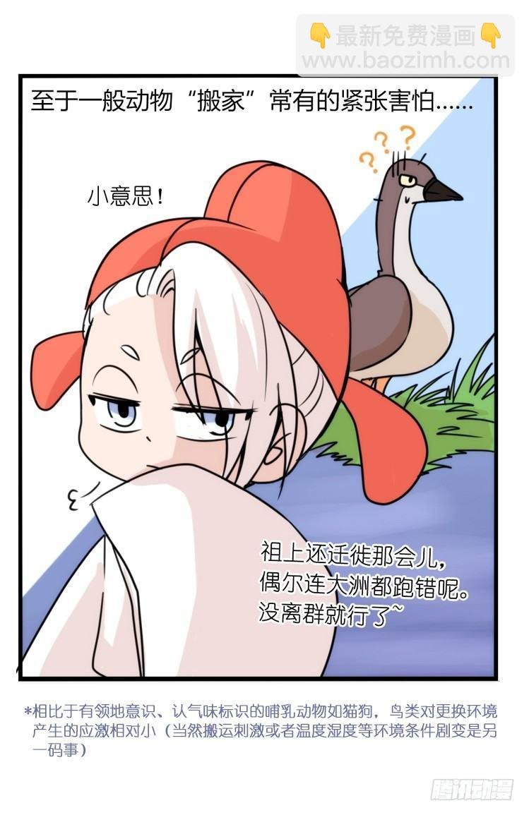 家有鹅霸：万事开头难