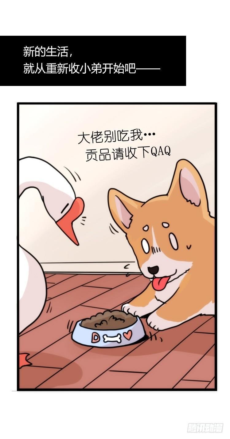 家有鹅霸：万事开头难