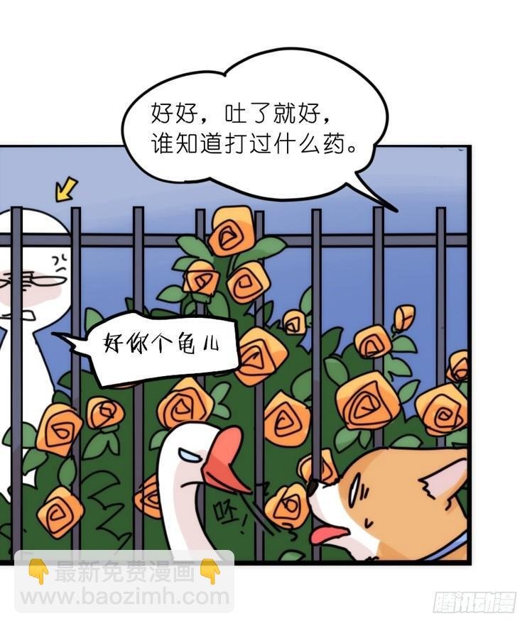 家有鹅霸：文明养鹅基本法