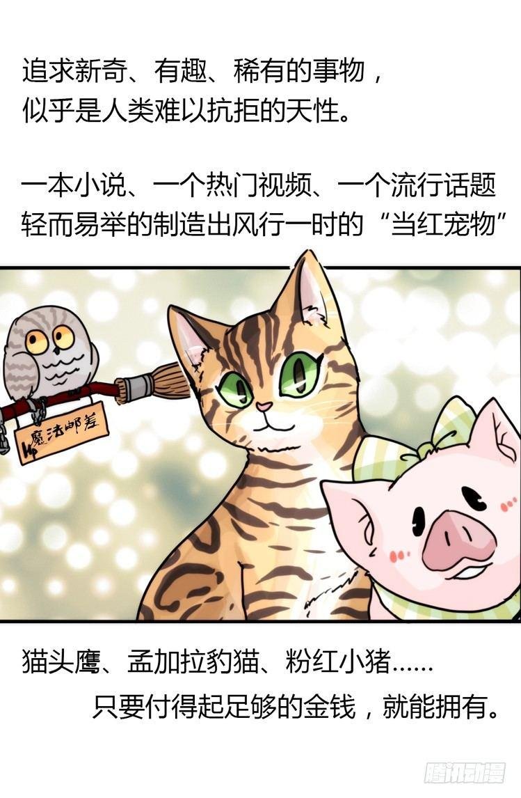飞吧小少爷：网红风波·下