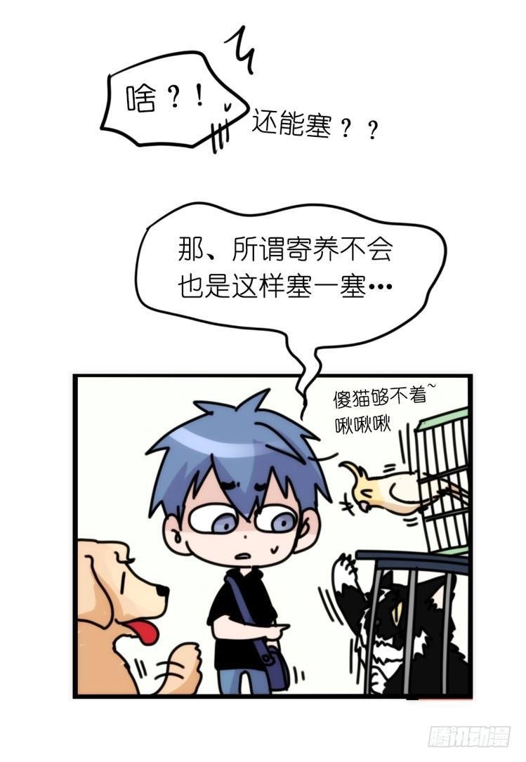 家有鹅霸：真霸霸，先包个塘