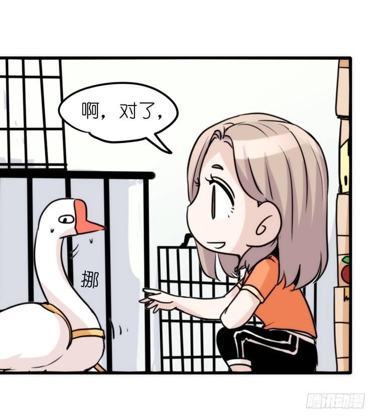 家有鹅霸：真霸霸，先包个塘