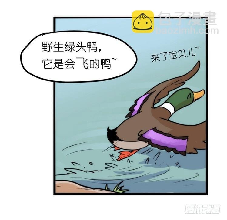 家有鹅霸：真霸霸，先包个塘