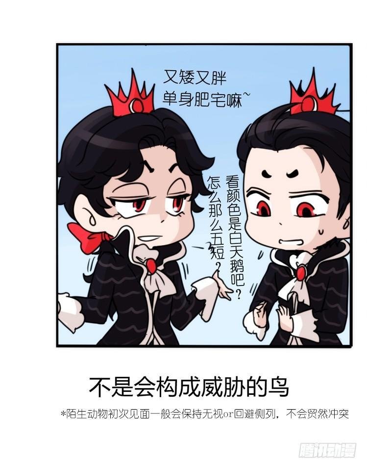 家有鹅霸：校方认证彩虹风景线