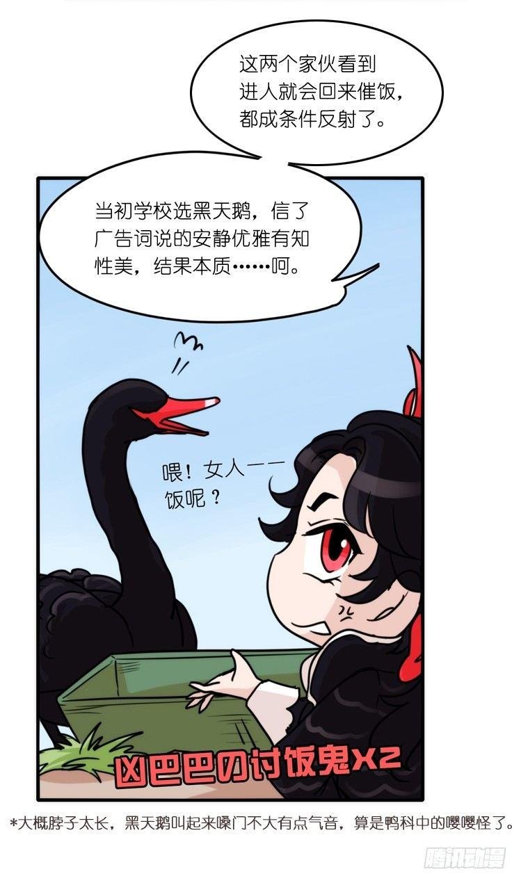 家有鹅霸：校方认证彩虹风景线