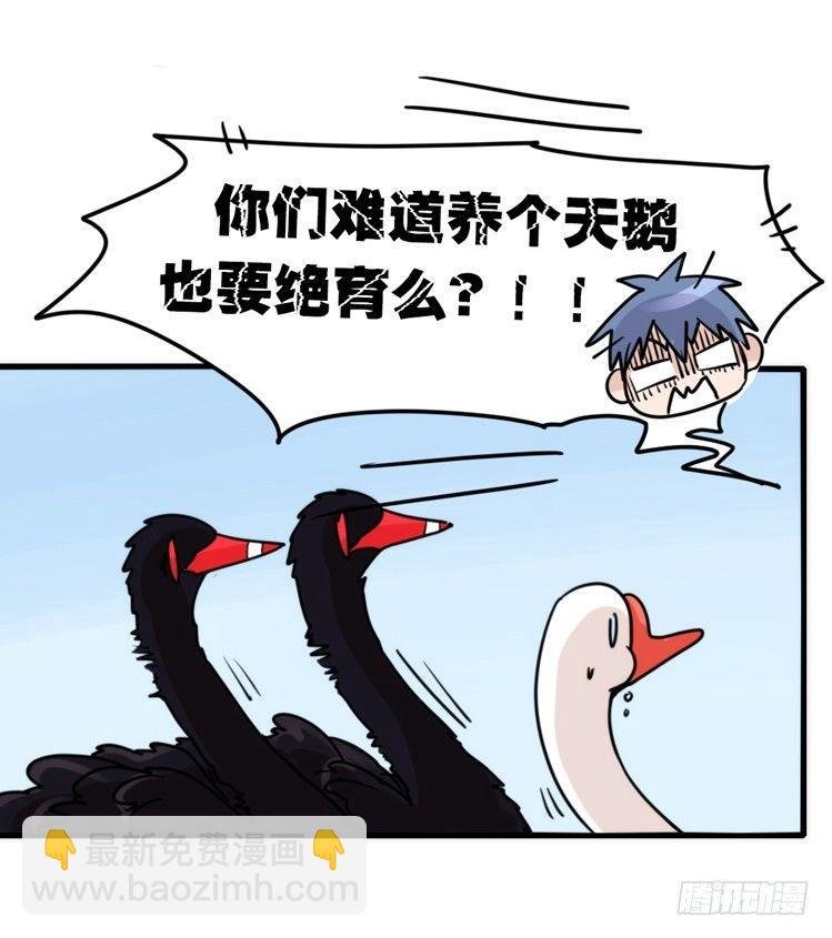 家有鹅霸：校方认证彩虹风景线