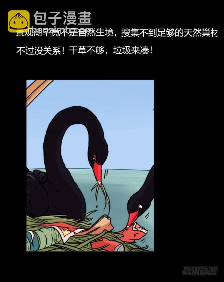 家有鹅霸：校方认证彩虹风景线